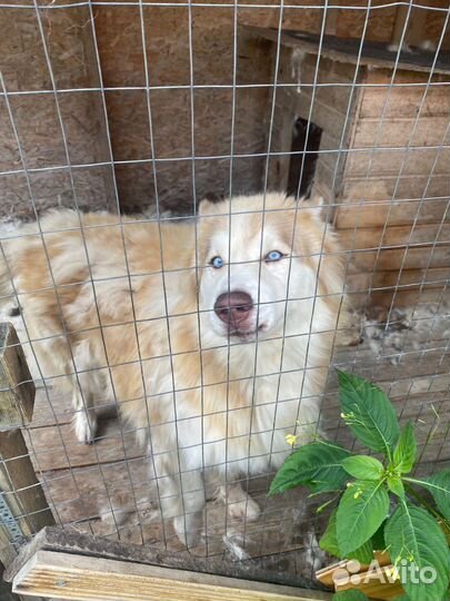 Собака в добрые руки отдам бесплатно