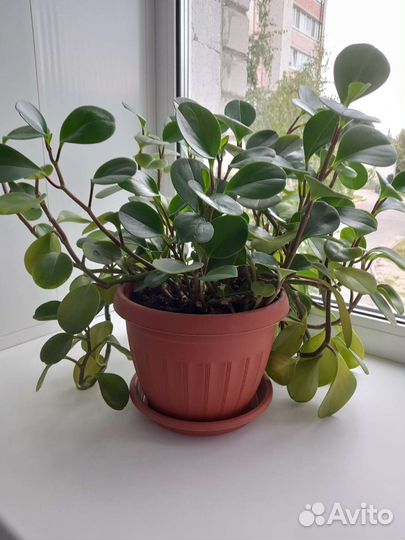 Пеперомия туполистная