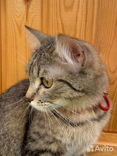 Кошка 3 года стерилизована