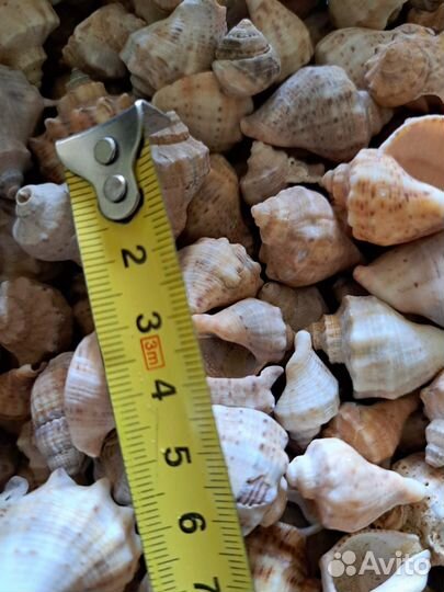 Морские ракушки раковины большие