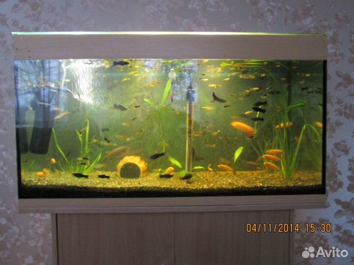 Рыбки, аквариумистика