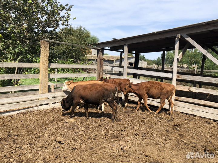 Телята бычки