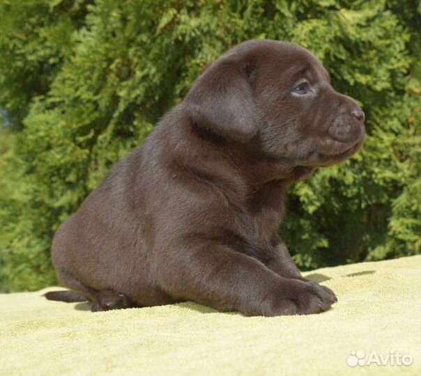 Щенки лабрадора