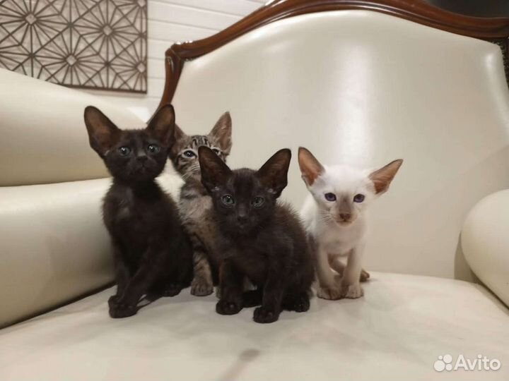Ориентальные котята