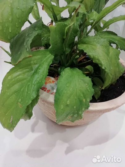 Спатифилум белый (женское счастье)