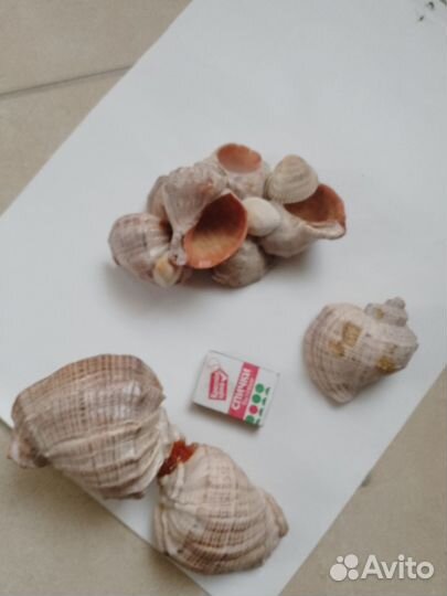 Ракушка рапан