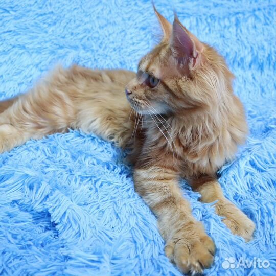 Девочка Mercedes