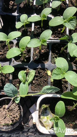 Продам рассаду огурцов (кураж),капусты (подарок)