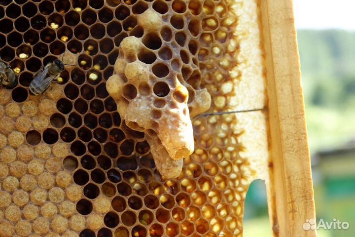 Маточное молочко нативное Челябинск