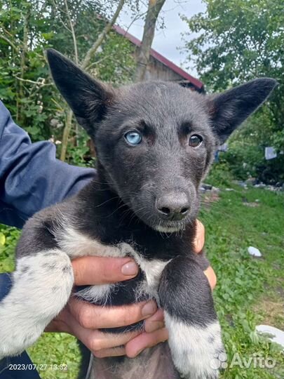 Щенок с голубым глазом