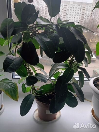 Стефанотис