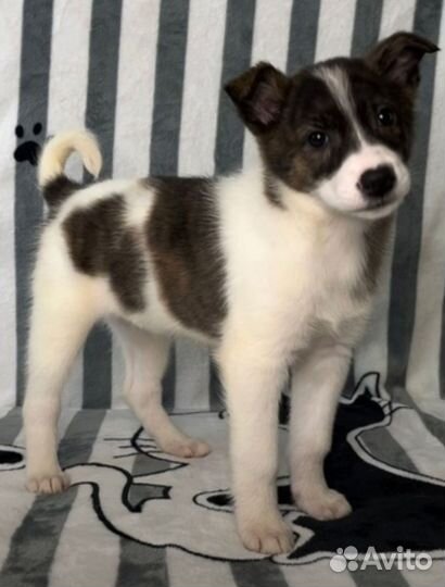 Зоотакси перевозка животных