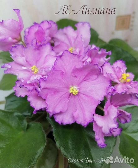 Фиалка укорененный лист