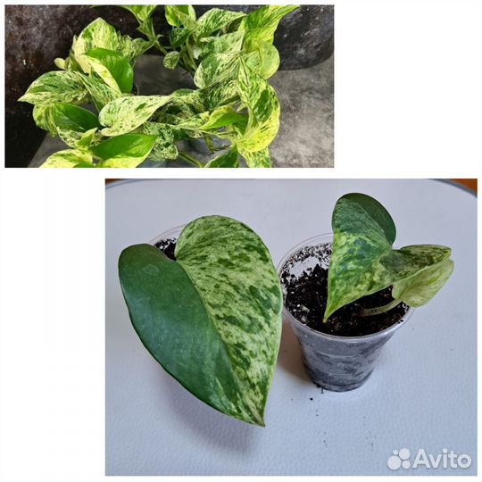 Комнатные цветы растения хойя сциндапсус адениум