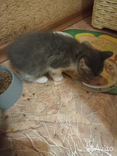Котята сибирской кошки