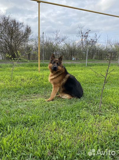 Немецкая овчарка вязка
