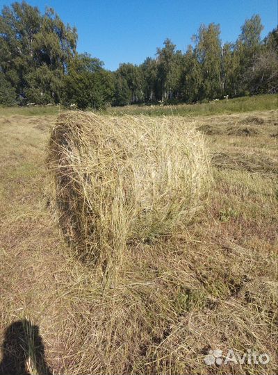 Продам сено в рулонах