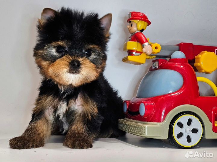 Мини йорк мальчишка