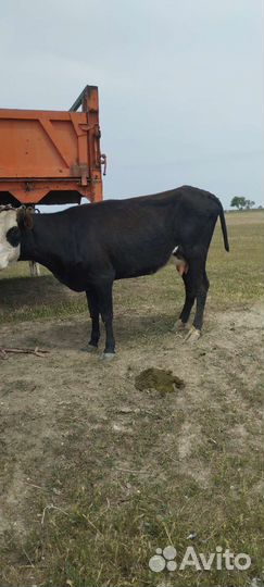 Корова дойная с теленком