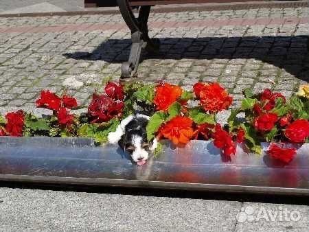 Мальчики Бивер и Девочки Бивер