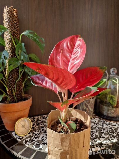 Аглаонема Ред Стар