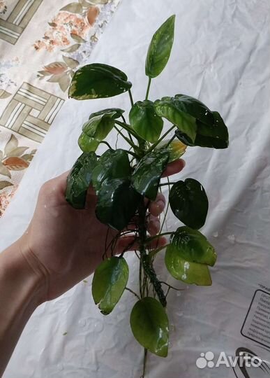 Растение аквариумное Анубиас