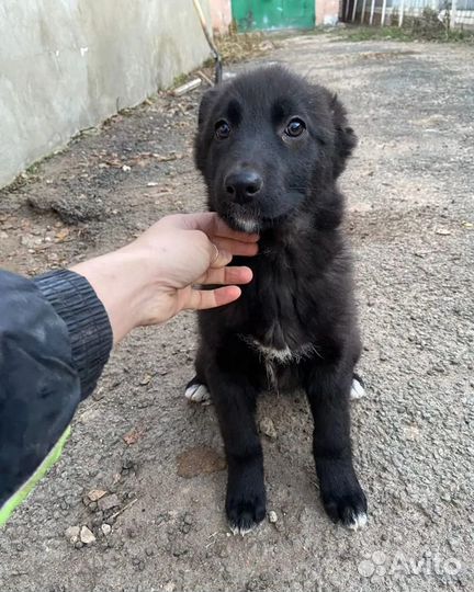 Милые щенки ждут родителей