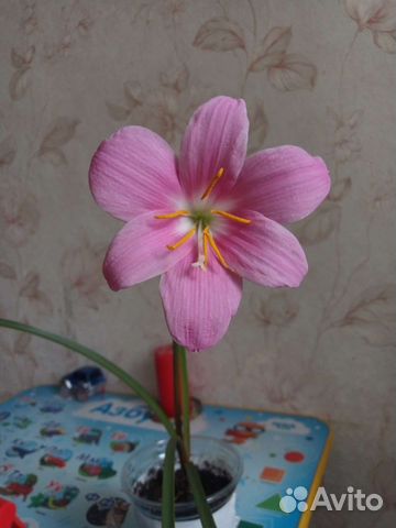 Зефирантес выскочка