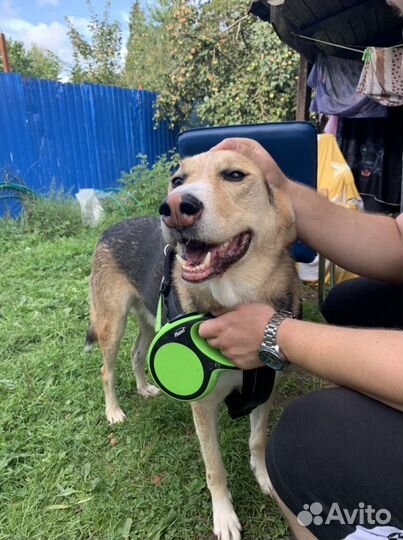 Красивый пёс ищет семью