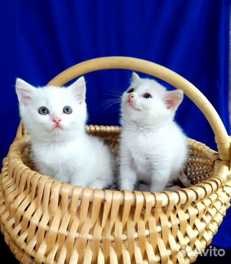 Котята