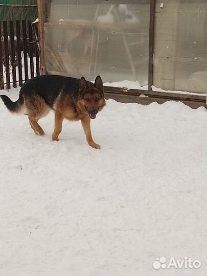 Щенки кавказской овчарки