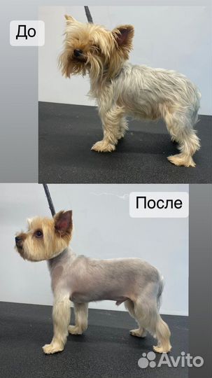 Стрижка йорков