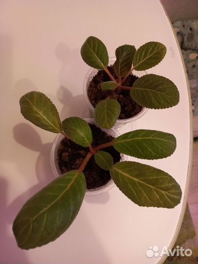 Махровые глоксинии