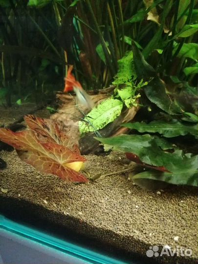 Растения для аквариума