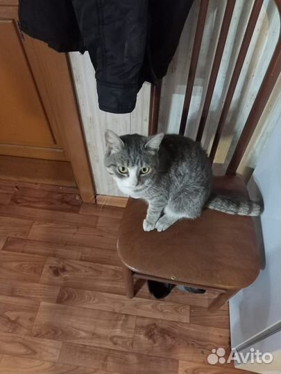 Котик в добрые руки Тимошка