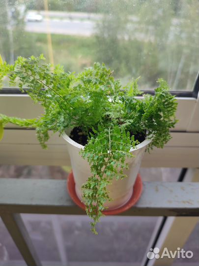 Папоротник комнатный