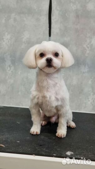 Мальтезе вязка