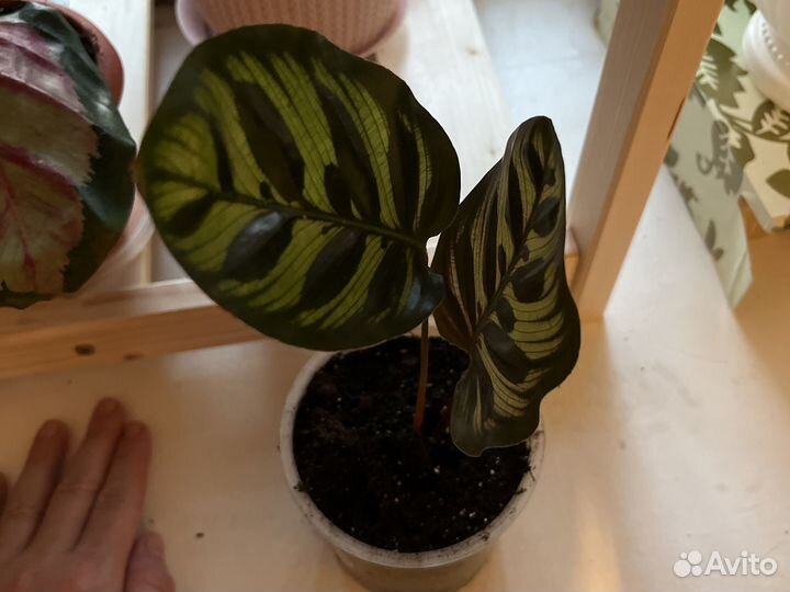 Калатея Макояна