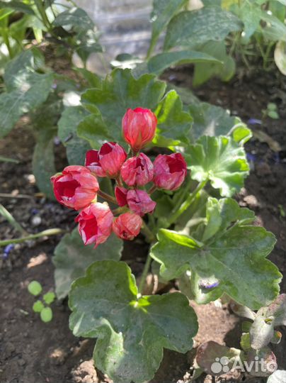 Пеларгония герань тюльпановидная