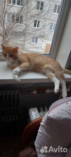Рыжий кот