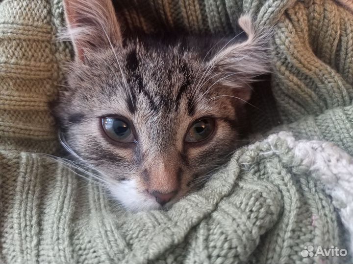 Котенок в добрые руки