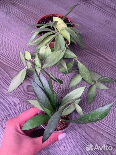 Хойи сортовые 2