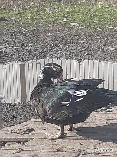 Яйца индеек,гусей,индоуток и куриные