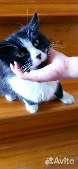 Кошечка 8 мес стерилизована