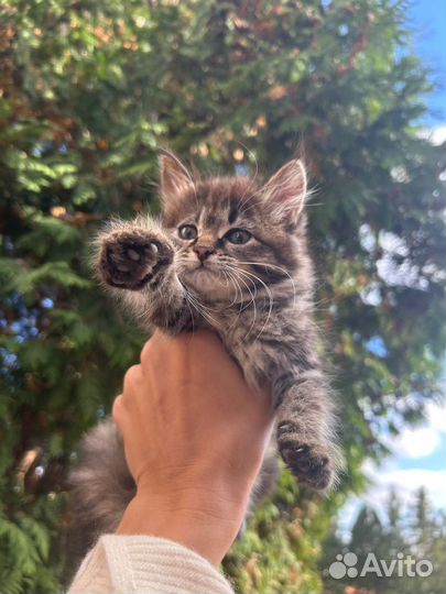 Котята бесплатно
