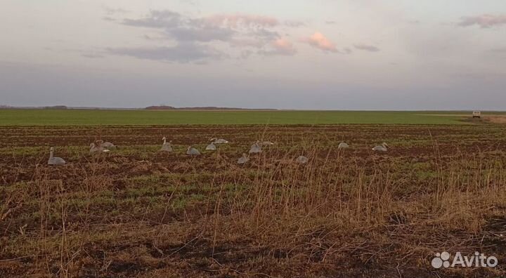 Охота на гуся