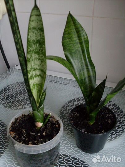 Сансевиерия 