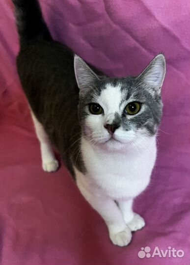 Томас в добрые руки