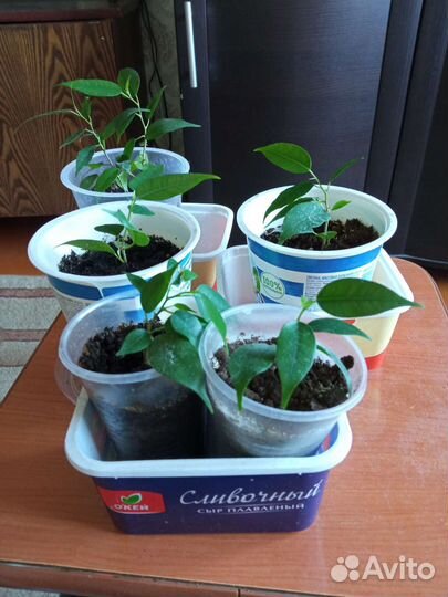 Фикус бенджамина