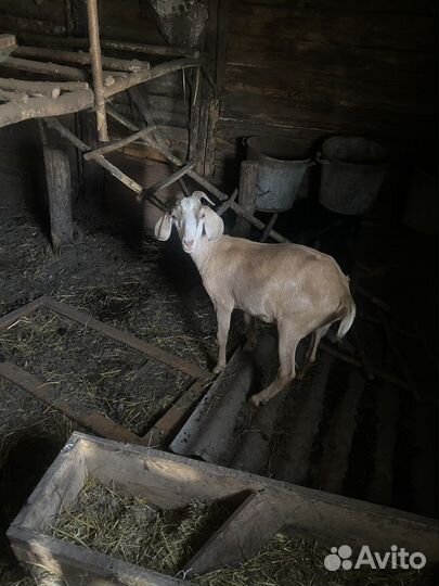 Коза нубийская